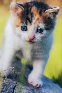 Blue Eyes Cat (640x1136) Resolution Wallpaper