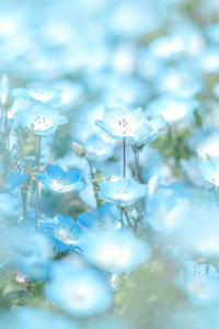 1440x2960 Blue Flowers Minimal 4k