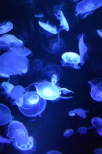 480x800 Blue Jellyfishes Underwater Photography 5k