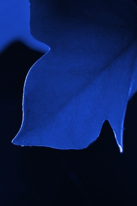 Blue Leaf Macro