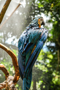 Blue Macaw 4k