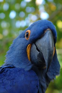 Blue Parrot (320x568) Resolution Wallpaper