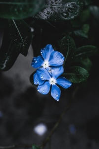 Blue Plant Flower (1440x2560) Resolution Wallpaper