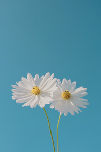 Blue Sky And Flower (1080x1920) Resolution Wallpaper
