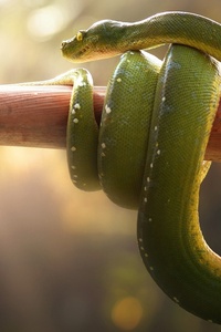 Boa Green Snake