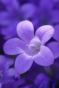 800x1280 Bokeh Violet Flowers 5k