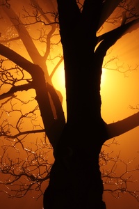 Branch Tree Sunbeams 4k