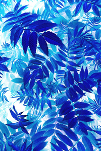 Bunch Of Blue Leaves On A White Background (640x960) Resolution Wallpaper
