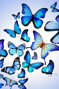 1242x2688 Butterfly Art