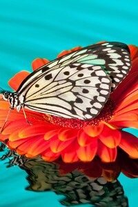 Butterfly Drops (1280x2120) Resolution Wallpaper