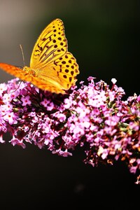 Butterfly In Garden (320x568) Resolution Wallpaper
