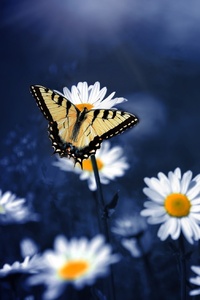 Butterfly On Flowers (1080x1920) Resolution Wallpaper