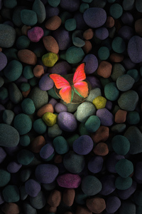 Butterfly On Rocks 4k (1440x2560) Resolution Wallpaper