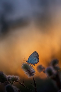 Butterfly Sitting On Plant 5k (1280x2120) Resolution Wallpaper