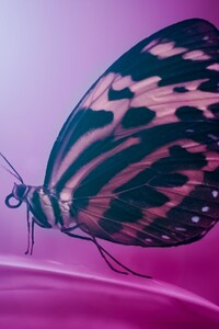 1080x2160 Butterfly Wings Macro