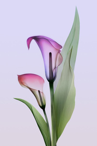 Calla Lilies (640x960) Resolution Wallpaper