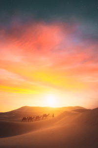 Camel Walking In The Desert