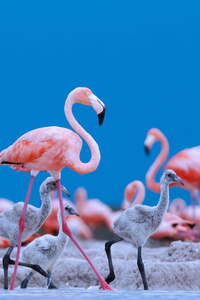 320x480 Caribbean Flamingos 5k