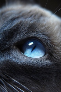 Cat Eyes Closeup (320x568) Resolution Wallpaper