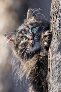 Cat Hiding Behind Tree (320x568) Resolution Wallpaper