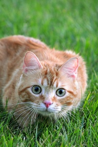 Cat Looking At Viewer (240x320) Resolution Wallpaper