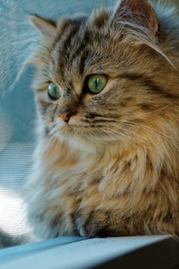 Cat Looking Through Window (1440x2960) Resolution Wallpaper