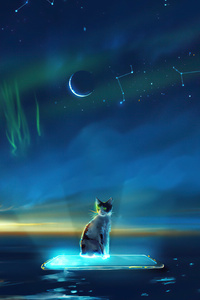 800x1280 Cat Night Sky Peace