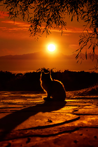 Cat Watching Sunset 4k