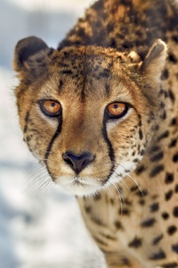 Cheetah Close Up (240x320) Resolution Wallpaper