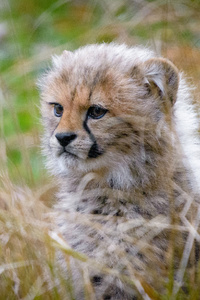 Cheetah Cub (640x960) Resolution Wallpaper