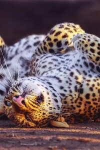 Cheetah In Playful Mood
