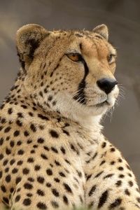 Cheetah Predator Animal (640x1136) Resolution Wallpaper