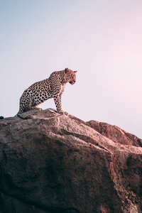 Cheetah Sight