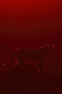 Cheetah Sunrise (750x1334) Resolution Wallpaper