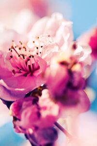 Cherry Blossom (1280x2120) Resolution Wallpaper