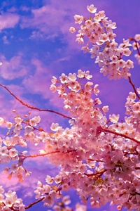 Cherry Blossom Tree 4k 5k