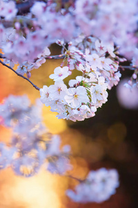 Cherry Blossoms (800x1280) Resolution Wallpaper