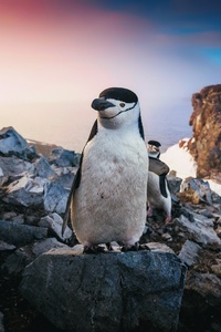 Chinstrap Penguin (640x960) Resolution Wallpaper