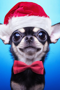 Christmas Puppy (1280x2120) Resolution Wallpaper