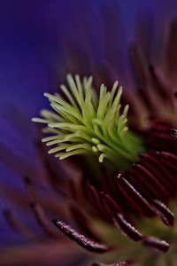 Clematis Macro Flowers 5k