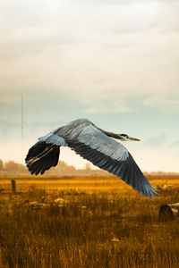 Close Up Of Heron Flying Over Field Against Sky (1080x1920) Resolution Wallpaper