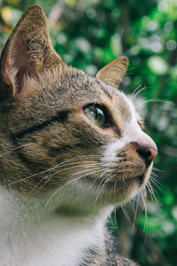 Close Up Photo Of Gray And White Tabby Cat (320x480) Resolution Wallpaper