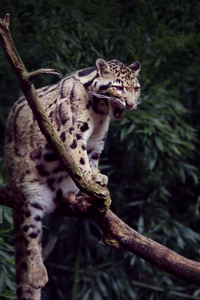 Clouded Leopard Yawning 5k (2160x3840) Resolution Wallpaper