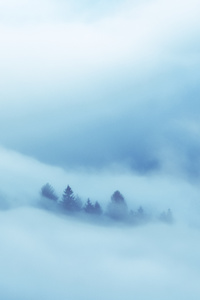 Clouds Covered Heaven Trees 5k (480x800) Resolution Wallpaper