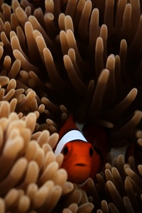 Clownfish Sea 5k (320x568) Resolution Wallpaper