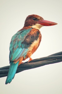 Colorful Avian Bird Side View (640x960) Resolution Wallpaper