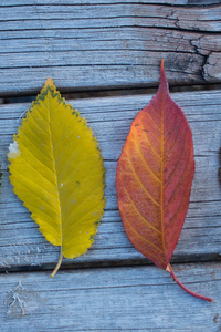 Colorful Leaves Wood Outdoors (480x854) Resolution Wallpaper