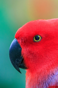 1080x2160 Colorful Parrot 5k