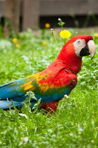 320x568 Colorful Parrot