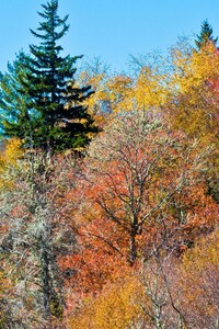 480x800 Colorful Trees